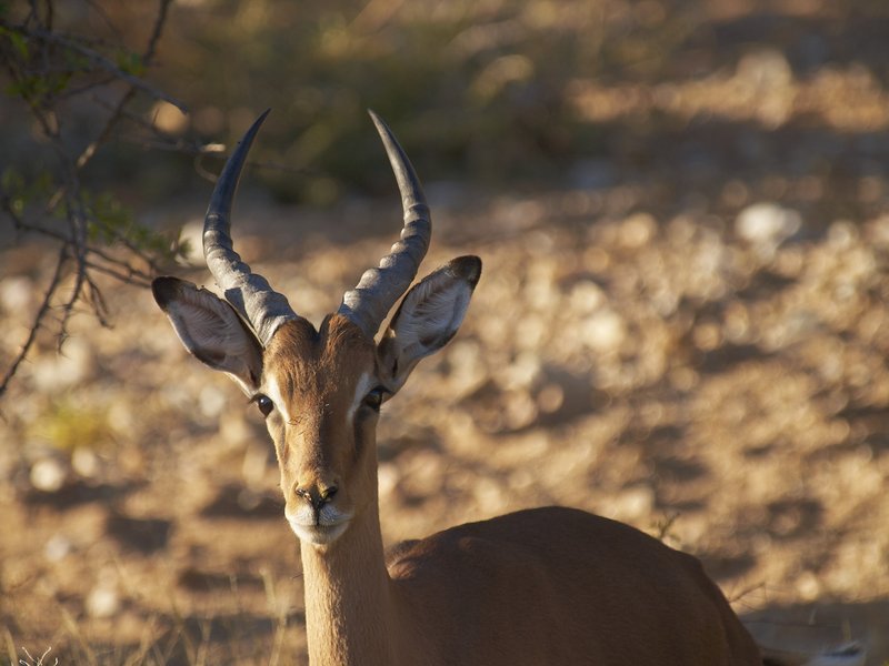Mount Etjo, Impala